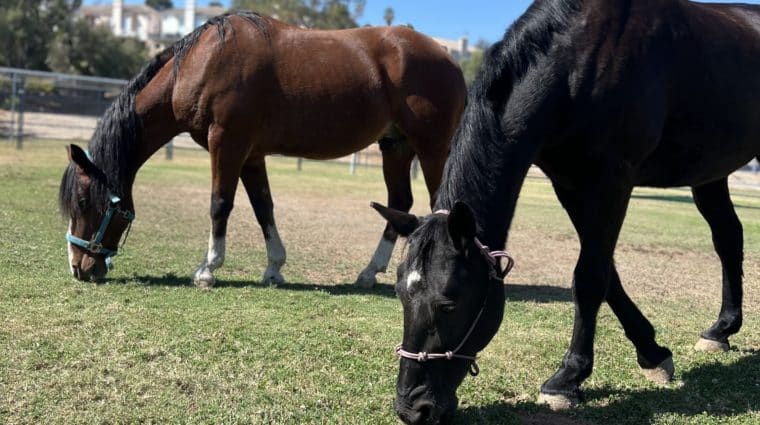Gallahad & Four Socks